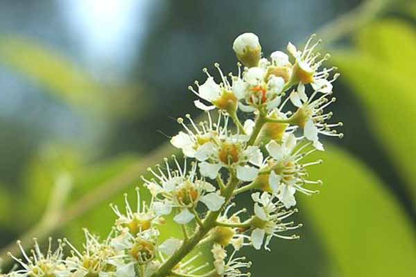 800px-Prunus_serotina_kz3 Krzysztof Ziarnek, Kenraiz