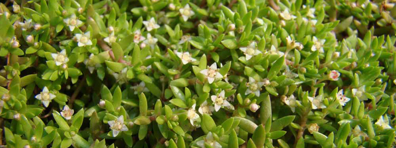 Crassula helmsii 800×300 (fotograaf Stéphane Delplanque, Creative Commons Wikimedia))