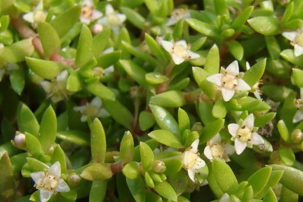 Crassula_helmsii_inflorescence Stéphane Delplanque
