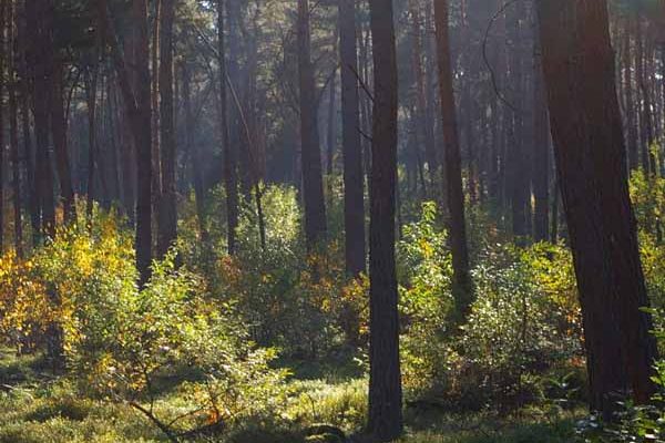 Prunus dominant onder Pinus sylvestris