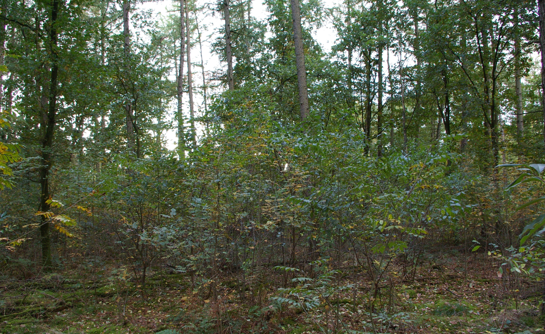 Larch forest with rejuvenation (photo Jan den Ouden)