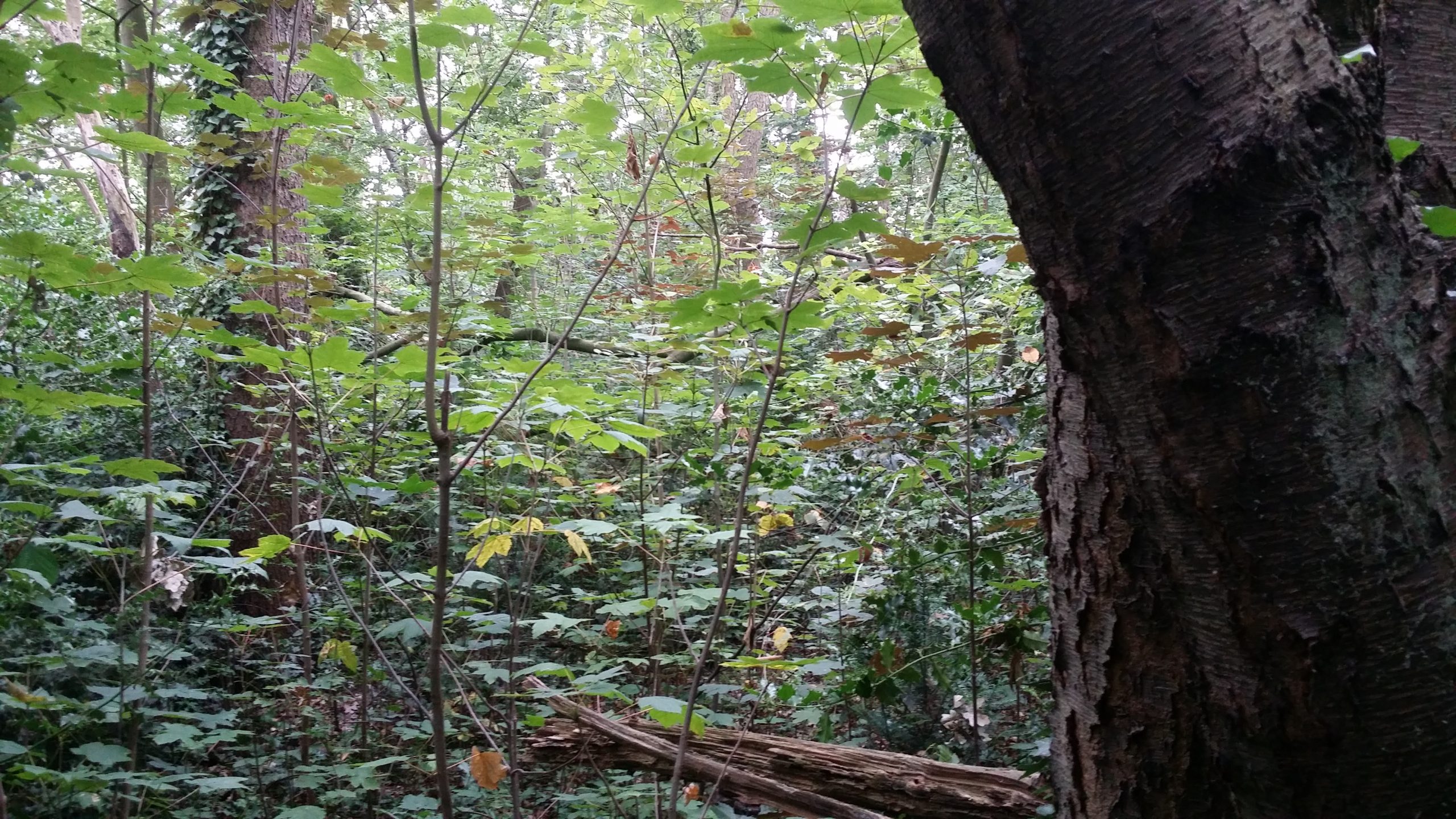 Resilient black cherry forest (Photographer Bart Nyssen)