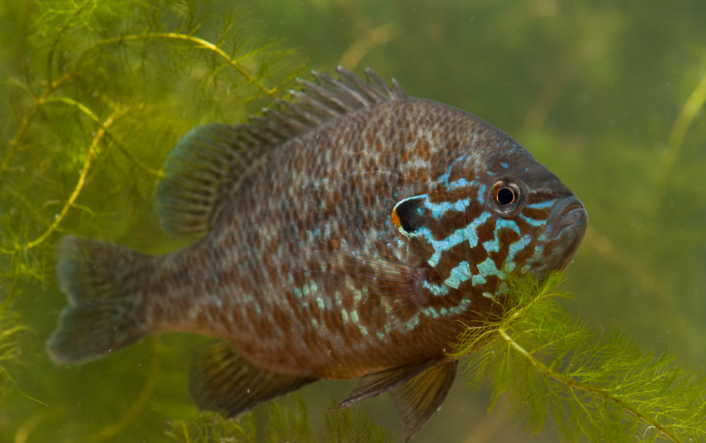 Zonnebaars (fotograaf Paul van Hoof)