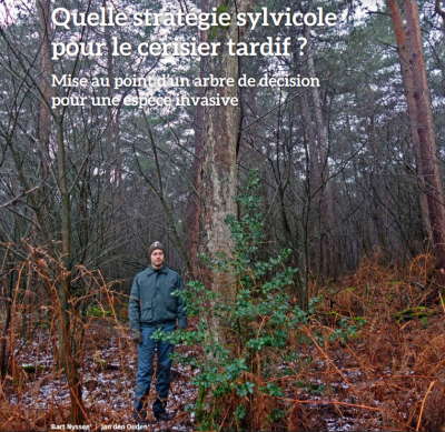 Article black cherry Forêt Nature