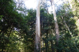 Afb 3 Spontaan Zomereiken-kastanjebos onder 140 jarige Eucalyptus